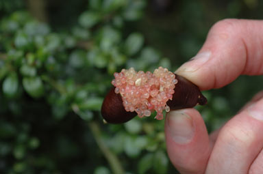 Citrus australisica - Finger lime