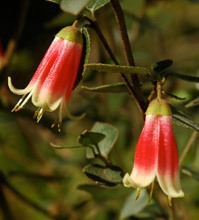 Correa 'Canberra Bells'