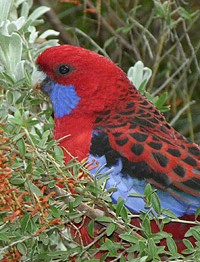 Crimson Rosella