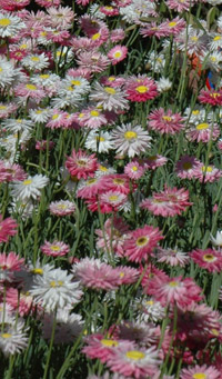 Daisies image