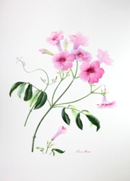 Pandorea jasminoides by Nilavan Adams