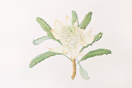 Sharon Field Botanical Art