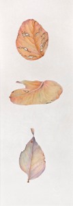Sharon Field Botanical Art