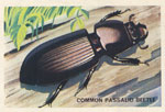 Common Passalid Beetle