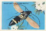 Wasp-like Longicorn Beetle