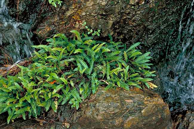 Photograph of Blechnum penna-marina subsp. alpina