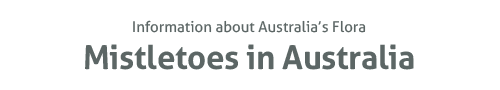 Mistletoes in Australia - information about Australia's flora