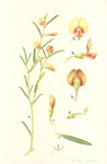Templetonia stenophylla