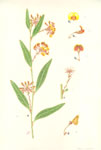 Daviesia corymbosa