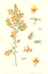 Pultenaea procumbens