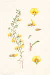 Pultenaea largiflorens