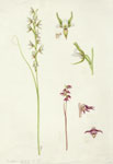 Prasophyllum odoratum