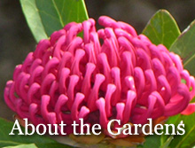 About the Gardens