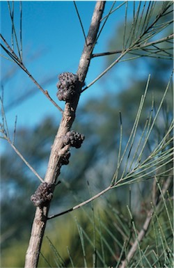 APII jpeg image of Allocasuarina emuina  © contact APII