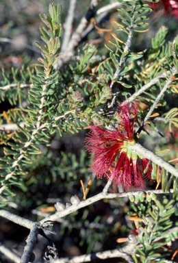 APII jpeg image of Calothamnus quadrifidus subsp. homalophyllus  © contact APII