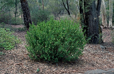 APII jpeg image of Correa glabra 'Coliban River'  © contact APII