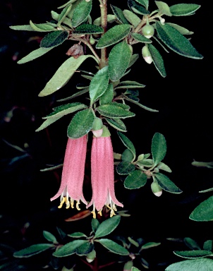 APII jpeg image of Correa reflexa 'Dusky Bells'  © contact APII