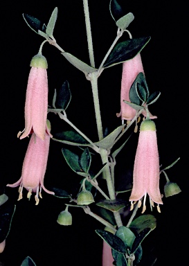 APII jpeg image of Correa pulchella 'Pink Mist'  © contact APII