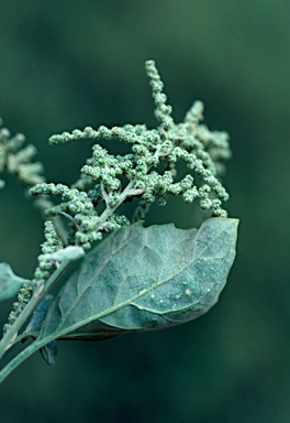 APII jpeg image of Chenopodium album  © contact APII