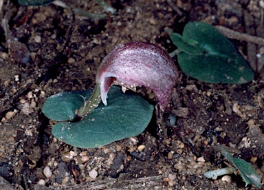 APII jpeg image of Corybas aconitiflorus  © contact APII