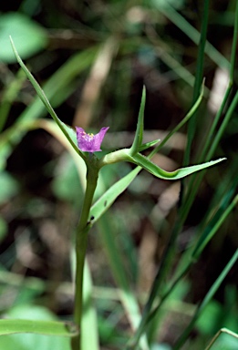 APII jpeg image of Cyanotis axillaris  © contact APII