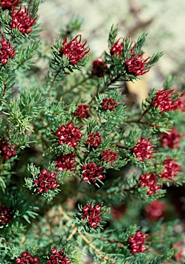 APII jpeg image of Darwinia pinifolia  © contact APII