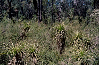 APII jpeg image of Dasypogon hookeri  © contact APII