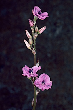 APII jpeg image of Arthropodium strictum  © contact APII