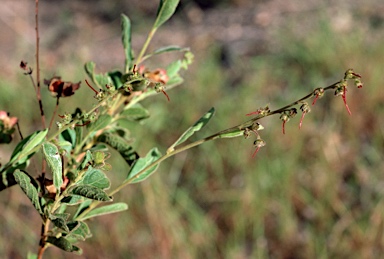 APII jpeg image of Dodonaea arnhemica  © contact APII