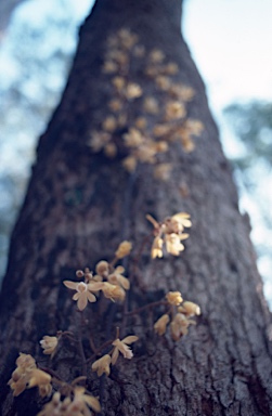 APII jpeg image of Erythrorchis cassythoides  © contact APII