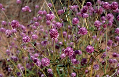 APII jpeg image of Gomphrena flaccida  © contact APII