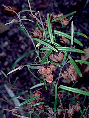 APII jpeg image of Lasiopetalum rufum  © contact APII