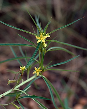 APII jpeg image of Ludwigia perennis  © contact APII