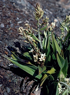 APII jpeg image of Milligania lindoniana  © contact APII