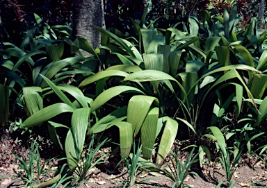 APII jpeg image of Molineria capitulata  © contact APII