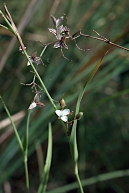 APII jpeg image of Murdannia gigantea  © contact APII