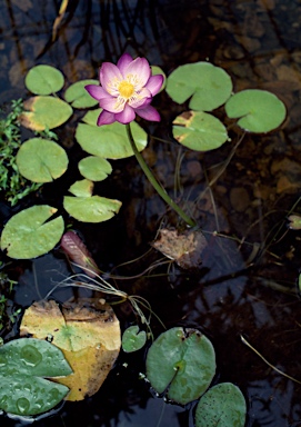 APII jpeg image of Nymphaea gigantea  © contact APII