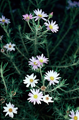 APII jpeg image of Olearia tenuifolia  © contact APII