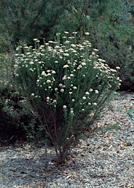 APII jpeg image of Ozothamnus rosmarinifolius  © contact APII