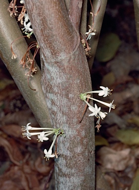 APII jpeg image of Phaleria clerodendron  © contact APII