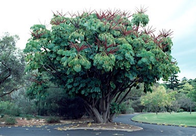 APII jpeg image of Schefflera actinophylla  © contact APII