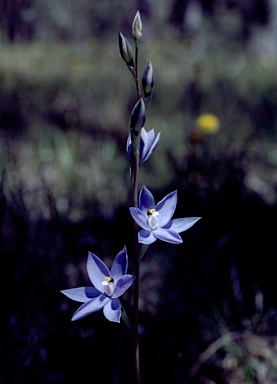 APII jpeg image of Thelymitra nuda  © contact APII