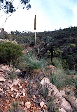 APII jpeg image of Xanthorrhoea quadrangulata  © contact APII