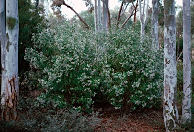 APII jpeg image of Zieria arborescens  © contact APII