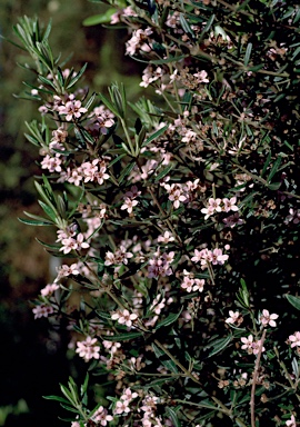 APII jpeg image of Zieria 'Pink Crystals'  © contact APII