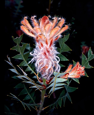 APII jpeg image of Banksia baxteri  © contact APII