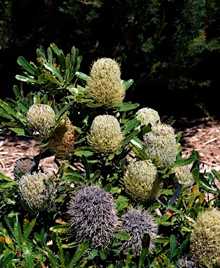 APII jpeg image of Banksia serrata 'Pygmy Possum'  © contact APII