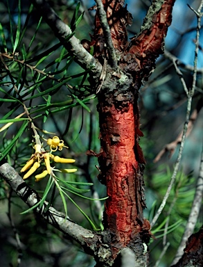 APII jpeg image of Persoonia linearis  © contact APII