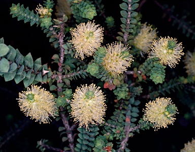 APII jpeg image of Melaleuca densa  © contact APII