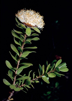 APII jpeg image of Melaleuca megacephala  © contact APII